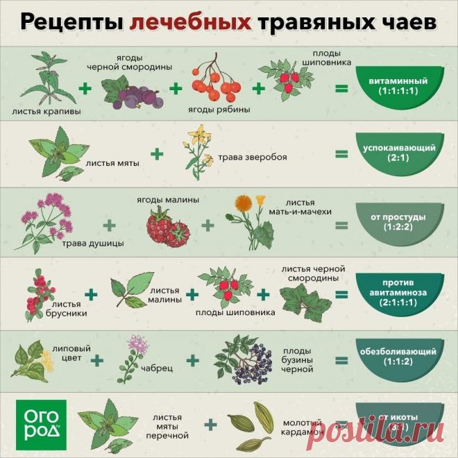 Рецепты лечебных травяных чаев