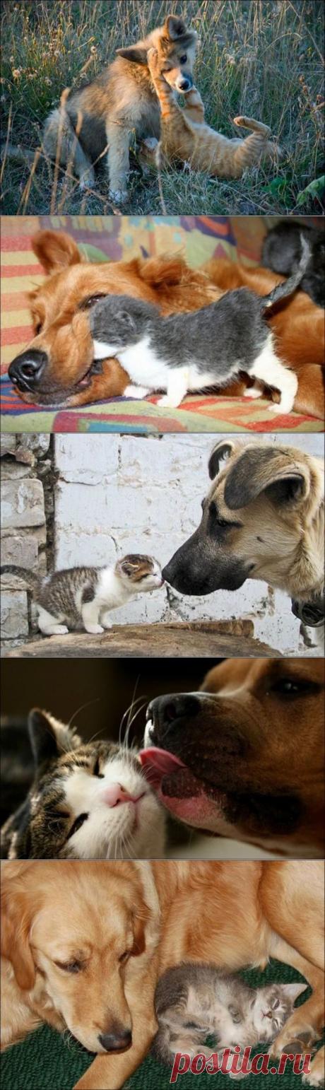 Милые котики и собачки / Питомцы
