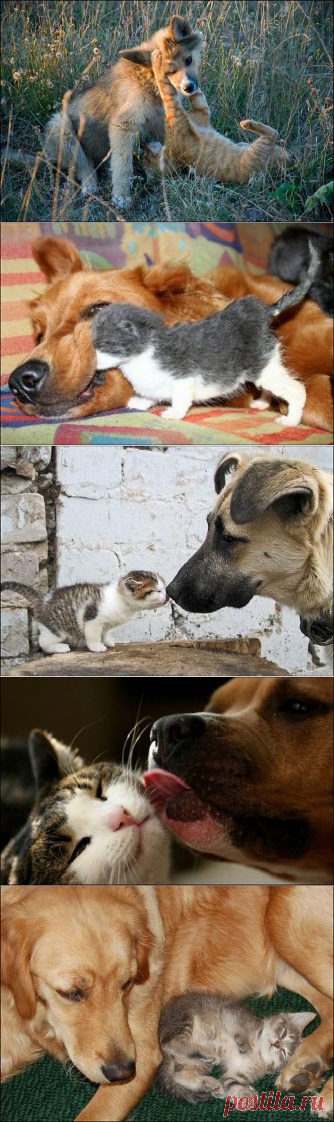Милые котики и собачки / Питомцы