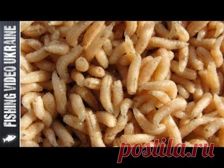 Как продлить жизнь опарышу? Как спасти опарыша? (HD)