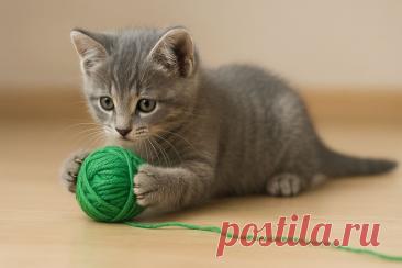 Кошка проглотила нитку? 😿🧵 Это может быть ОПАСНО! Узнай, какие симптомы требуют немедленной реакции и как защитить пушистого друга 🐾❤️👇

#кошки #котики #здоровьеживотных #ветеринар #питомцы #лайфхак 
Изображение от ChatGPT