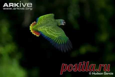 arkive wildlife: 1 тыс изображений найдено в Яндекс Картинках
