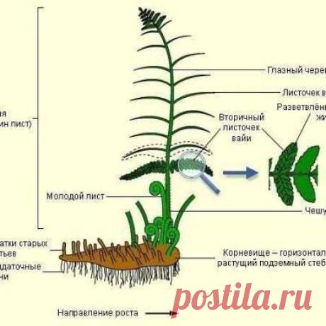 Учитель биологии!