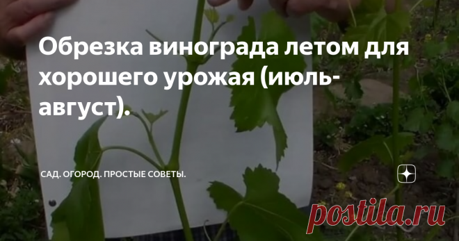 Обрезка винограда летом для хорошего урожая (июль-август). Обрезки винограда летом нужны для того, чтоб куст сохранил силы и не тратил их на ненужные побеги.
Винограду присущ скорый рост побегов и если их не контролировать, то обилие листвы и не плодоносящие ветви будут затенять грозди и высасывать много энергии. Куст будет расходовать много питательных веществ, поэтому ягоды будут мелкими.
Поэтому опытные садоводы делают обрезку винограда летом, чтобы гр