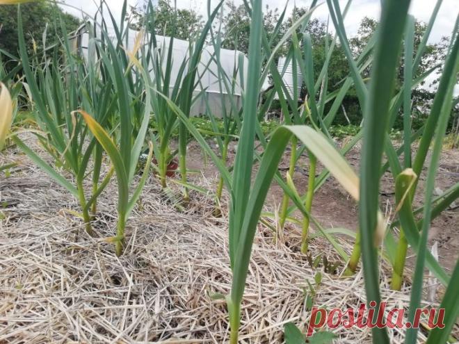 После чеснока эту культуру сажать нельзя: глаза на лоб полезут, когда поймете, в чем дело. Опытные огородники знают, что чеснок оставляет после себя специфическое наследие в почве.