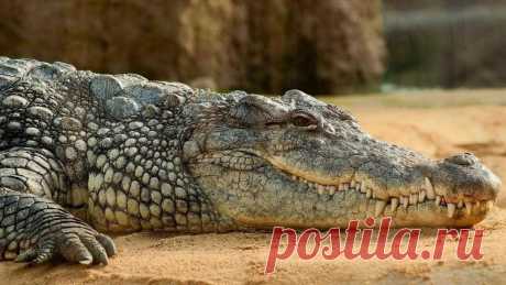 Sabe-se que a maioria dos répteis é capaz de regenerar membros após tê-los amputados, contudo, um estudo recente mostra que os maiores répteis capazes desse feito são os crocodilos. O estudo, publicado no periódico Scientific Reports, mostra que jovens crocodilos foram capazes de recuperar cerca de 20 centímetros em um rabo amputado.