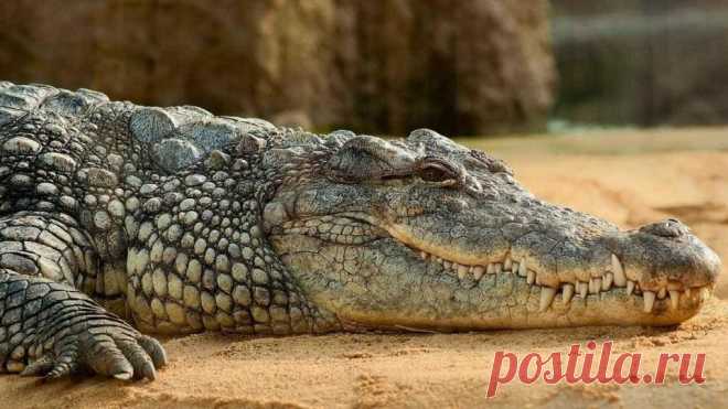 Sabe-se que a maioria dos répteis é capaz de regenerar membros após tê-los amputados, contudo, um estudo recente mostra que os maiores répteis capazes desse feito são os crocodilos. O estudo, publicado no periódico Scientific Reports, mostra que jovens crocodilos foram capazes de recuperar cerca de 20 centímetros em um rabo amputado.