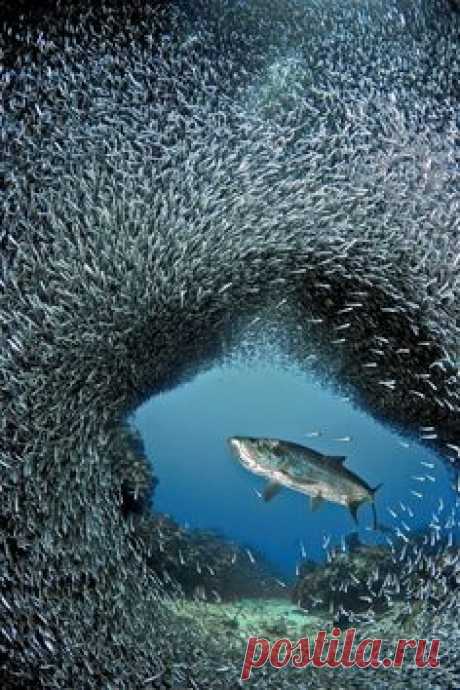 An Amazing Photograph!
