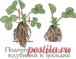Советы садоводам, которые собираются сменить клубничное место 
На лейку накапаете 15 капель йода и 2 грамма борной кислоты, размешиваете как следует и поливаете под каждый куст, предварительно увлажнив почву (после дождя или после хорошего полива). 
При этом старайтесь не попадать йодным раствором на листья. Это особенно удачно получается после стрижки клубники. Как правило, после такой обработки жуки в течение двух лет не заглядывают на эту территорию. 
Перед тем как высаживать клубнику,