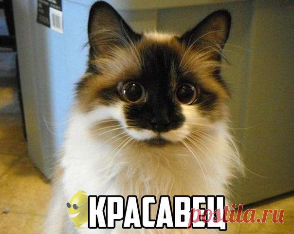 Лимон