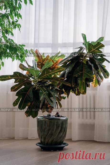 Green codiaeum houseplant, window with light tulle curtains Стоковое фото, фотограф Ilaronsia / Фотобанк Лори