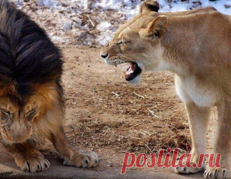 Муж ударил по столу: 
- Кто в доме хозяин? 
Жена: - Ну я, и чё? 
- Ничё, просто так спросил.