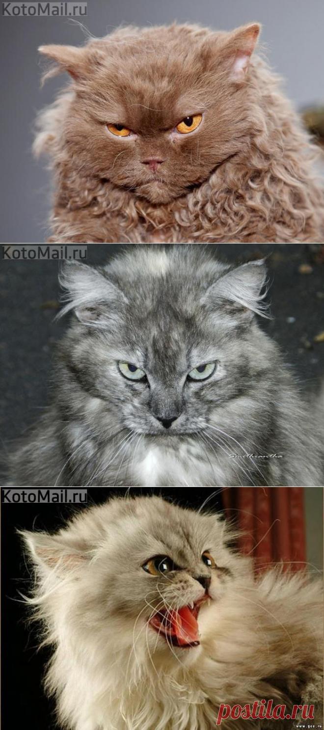 Злюка! | KotoMail.ru