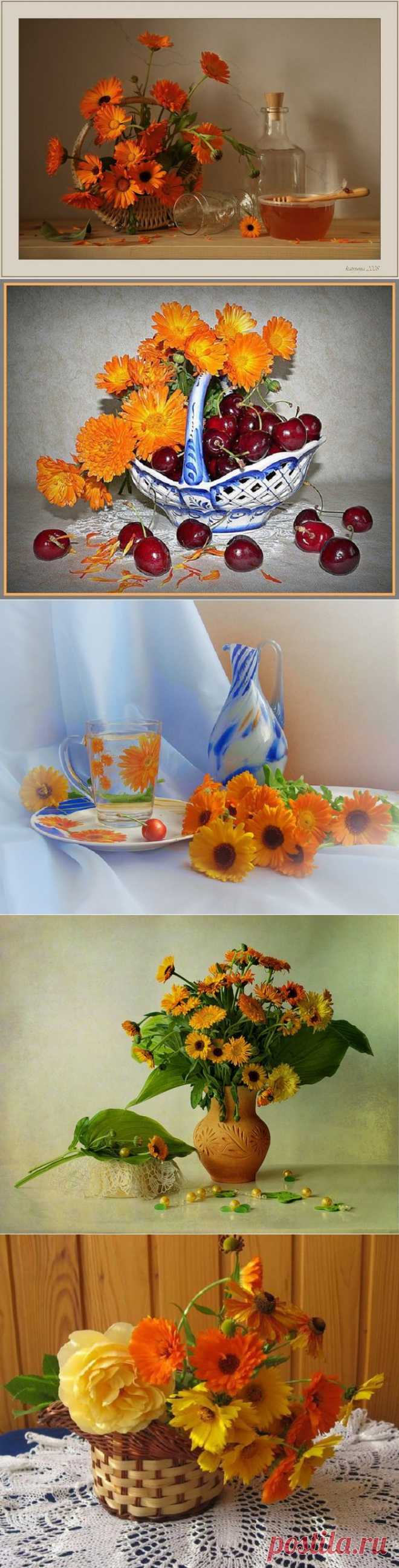 Натюрморты Календулы цветочки золотые. == .Люблю календулы цветочки золотые!
Их столь особенный, чуть терпкий аромат...
И лепесточки – солнца огненные крылья...
И глаз лучистых дерзновенно-смелый взгляд...