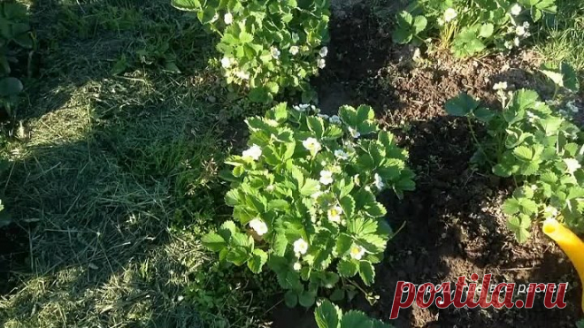 Особенная подкормка для клубники