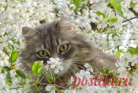 Весенний котодозор...