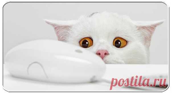 7 полезных функций компьютерной мыши.