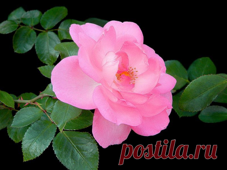 Яндекс.Фотки