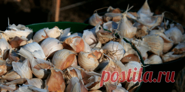 Что делать - Сад и огород