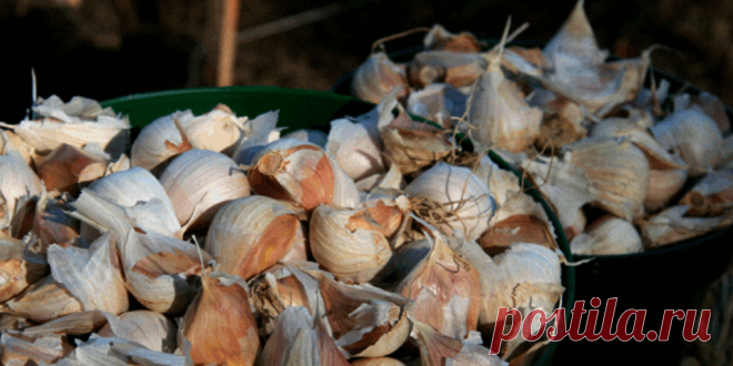 Что делать - Сад и огород