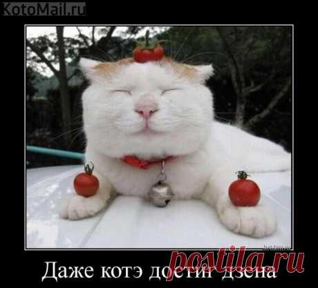 Дзен. | KotoMail.ru