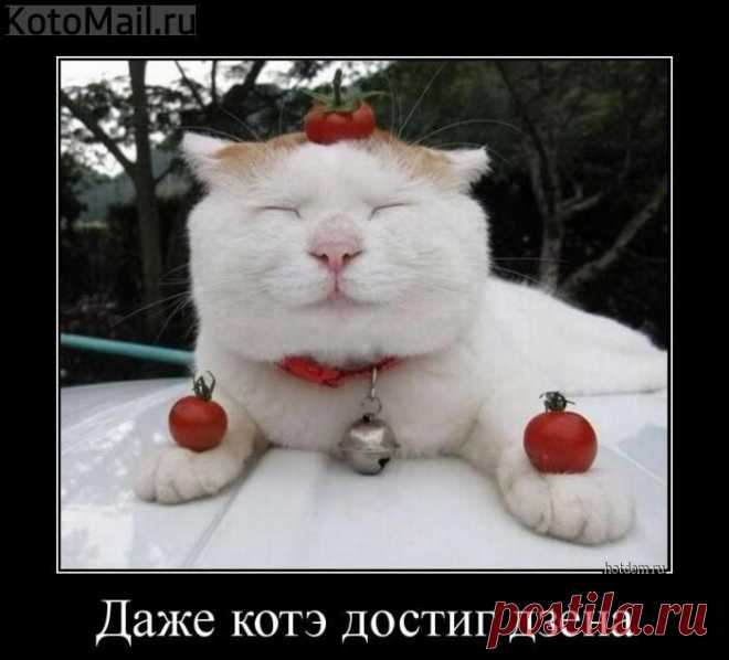 Дзен. | KotoMail.ru