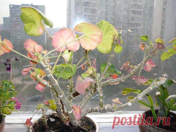 Почему у герани краснеют листья и как с этим бороться