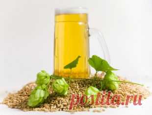 Сам себе пивовар: три самых простых рецепта домашнего пива | Продукты и напитки | Кухня | Аргументы и Факты