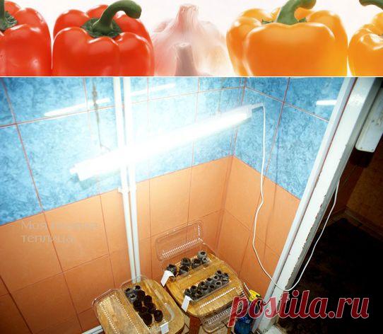 Посев петунии  Секреты быстрых всходов