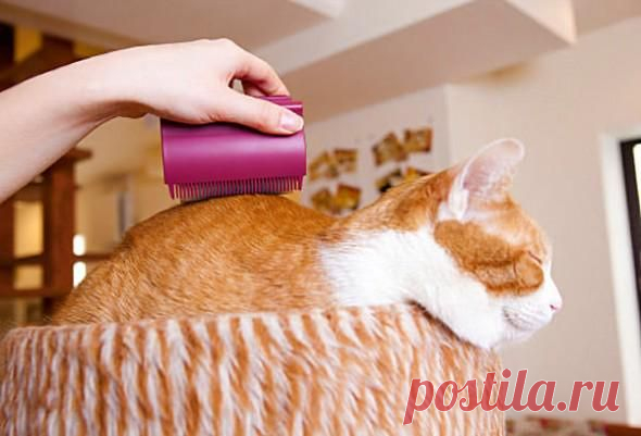 Massage and groom your cat at the same time. -