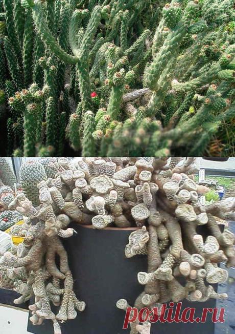Кактусы: Аустроцилиндропунция цилиндрическая - Austrocylindropuntia cylindrica