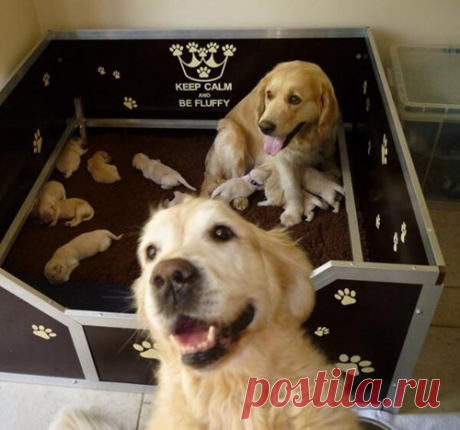20 животных, которые тоже, оказывается, любят делать селфи