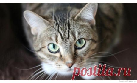 Способна ли кошка затаить обиду Как кошки воспринимают стрессовые события?Владельцы часто замечают, что после неприятного опыта (например, визита к ветеринару или наказания) кошка может избегать хозяина, прятаться или проявлять агрессию. Однако стоит понимать, что кошки не думают, как люди: они не анализируют ситуацию с...