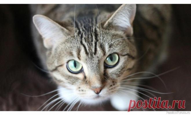 Способна ли кошка затаить обиду Как кошки воспринимают стрессовые события?Владельцы часто замечают, что после неприятного опыта (например, визита к ветеринару или наказания) кошка может избегать хозяина, прятаться или проявлять агрессию. Однако стоит понимать, что кошки не думают, как люди: они не анализируют ситуацию с...