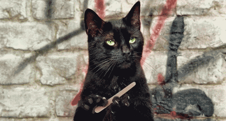 funny cat GIF - Find & Share on GIPHY