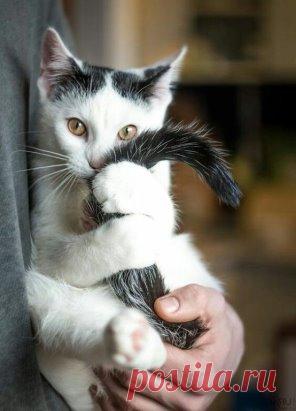 Береги хвост смолоду. Хвост - это важно.