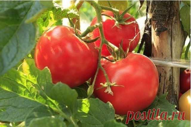 ПРО ДОЗРЕВАНИЕ ЗЕЛЕНЫХ ТОМАТОВ  


 



Многие садоводы знают, что для ускорения созревания (дозаривания) снятых с растений зеленых томатов надо положить среди них несколько красных. Знаю умельцев, которые используют этот прием для…