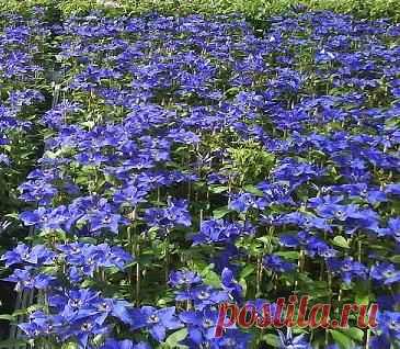 Все о Клематисах - Садоводка