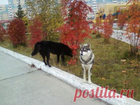 Они охраняют город