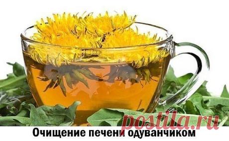 Очищение печени одуванчиком