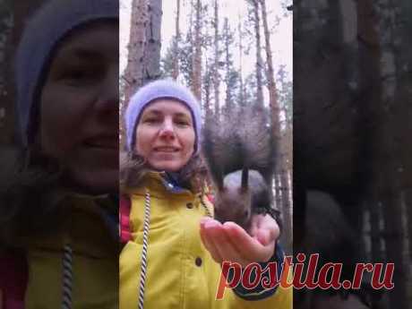 🐿️ прыгает мне руку за орехами
