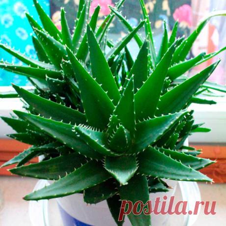 Комнатное растение Алоэ (Aloe). Наиболее распространенный вид - алоэ древовидное (A.arborescens), в просторечии - "столетник". В комнатах редко цветут лишь старые, крупные экземпляры. Размножают черенкованием. Сок растения обладает лечебными свойствами. Среди прочих видов в культуре поддерживаются бесстебельное алоэ осистое (A.aristata), весьма декоративное алоэ низкое (A.humilis), голубое (A.glausa), веерное (A.plicatilis) и пестрое (A.variegata).