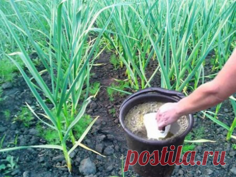 Чем подкормить лук и чеснок, чтобы листья не желтели