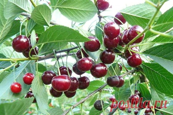 Вишня Шоколадница: описание сорта, посадка и уход, болезни и вредители
