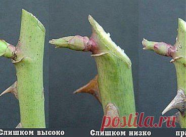 Одноклассники