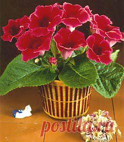 Глоксиния - виды, уход, размножение | GreenHome