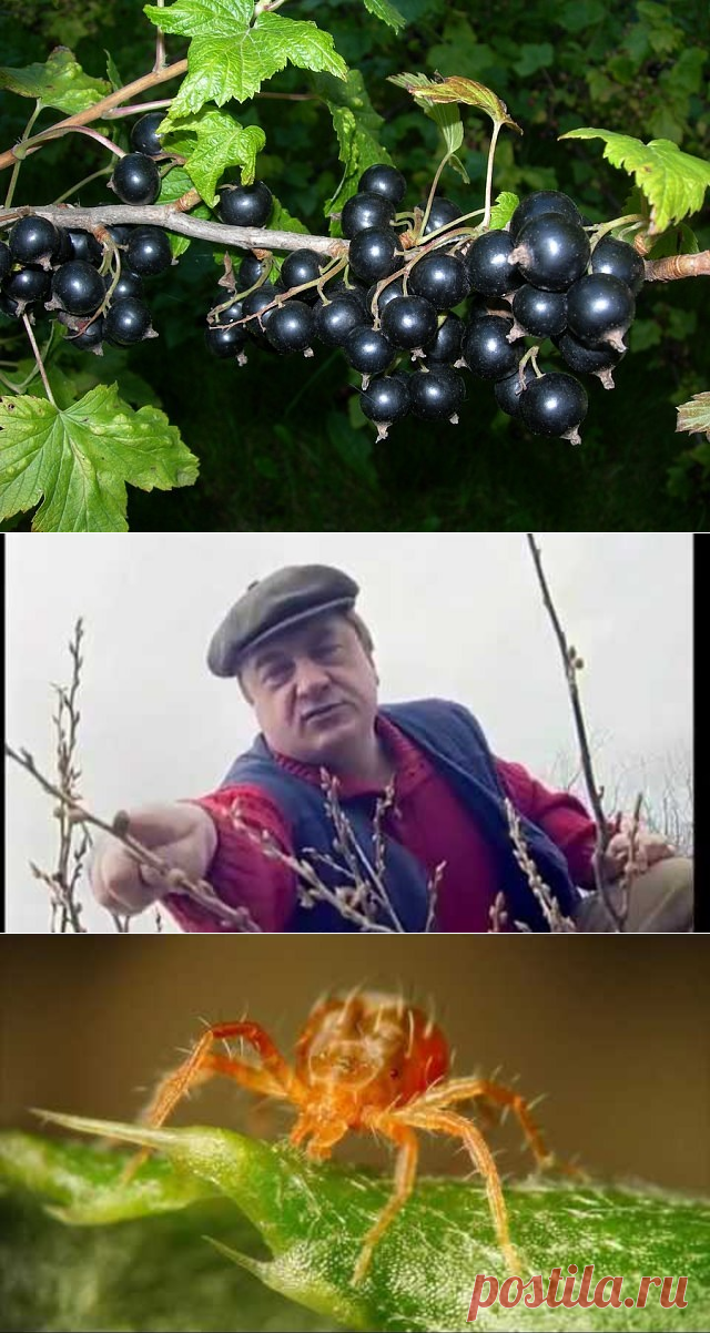 (77) Одноклассники