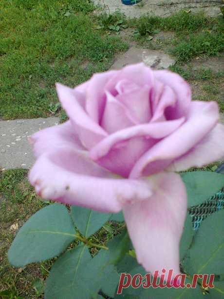 голубая нежность