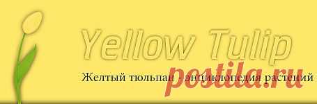 Выращивание сладкого перца в теплице « Yellow Tulip – энциклопедия растений