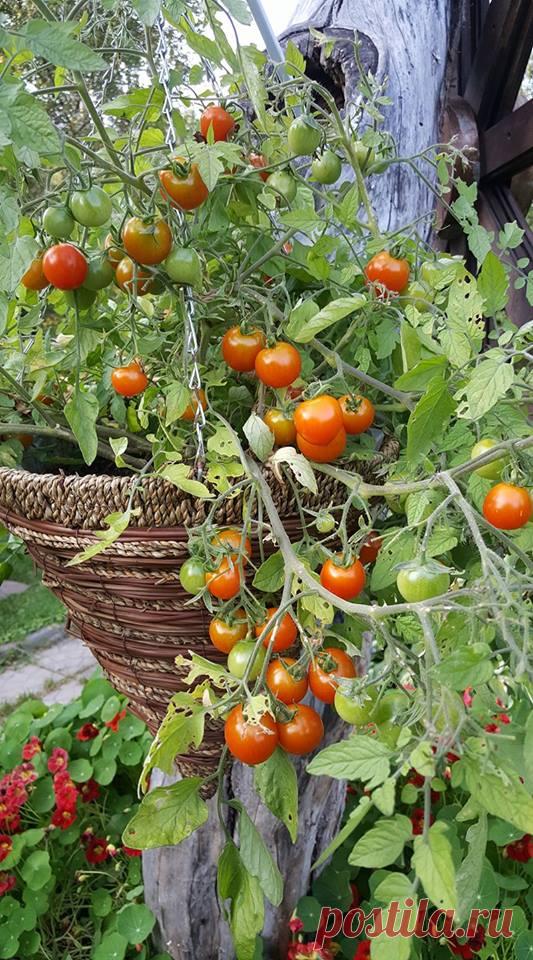 Ампельные томаты: выращиваем в подвесных горшках
